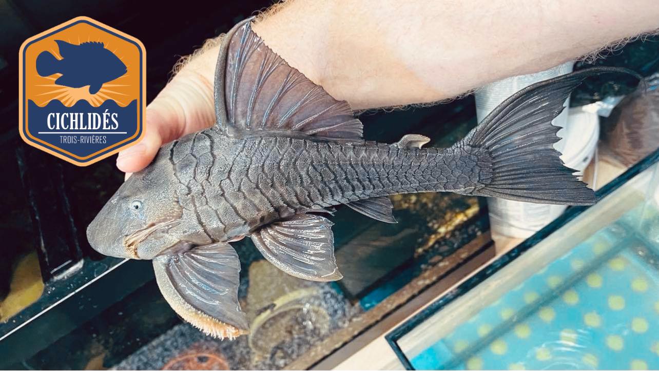 Plecos