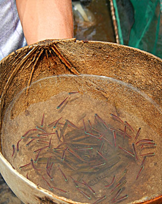 Piaba Cardinals