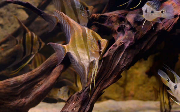 Pterophyllum Altum Rio Atapabo Pterophyllum Altum Rio Atapabo