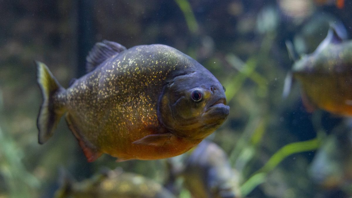Alimentation du Piranha Alimentation du Piranha