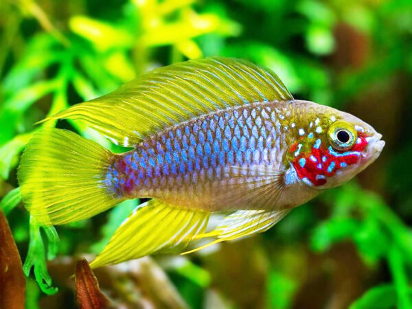 Apistogramma borelli - Red Mask