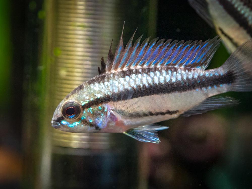 Apistogramma trifasciata - Red Fin Three-Striped
