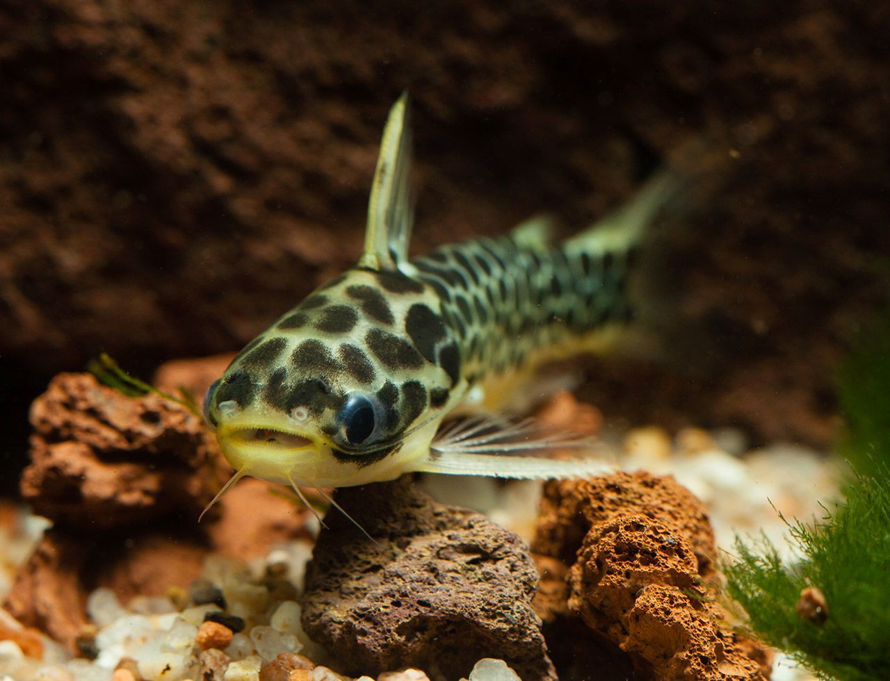 Centromochlus perugiae - Oil Catfish