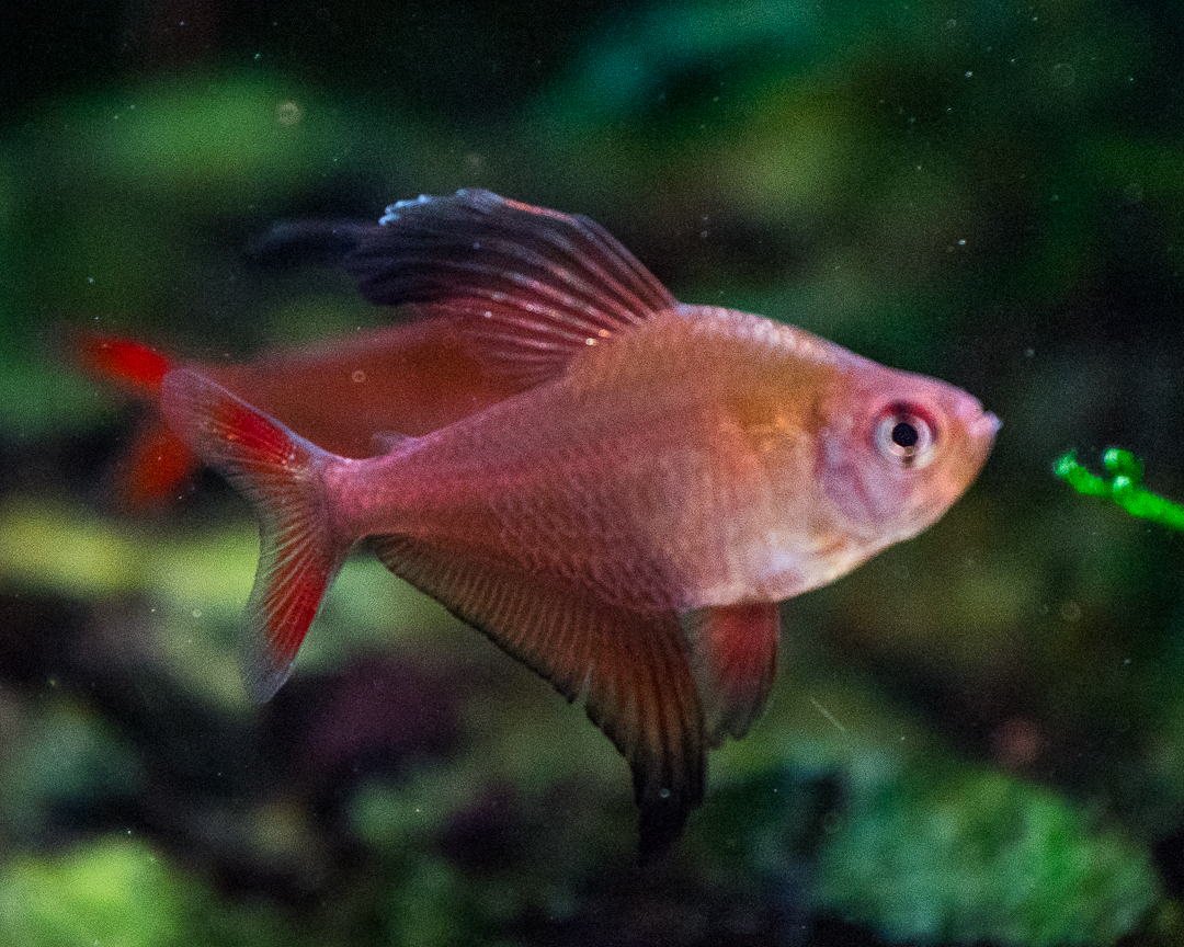Hyphessobrycon jackrobertsi - Sickle Tetra
