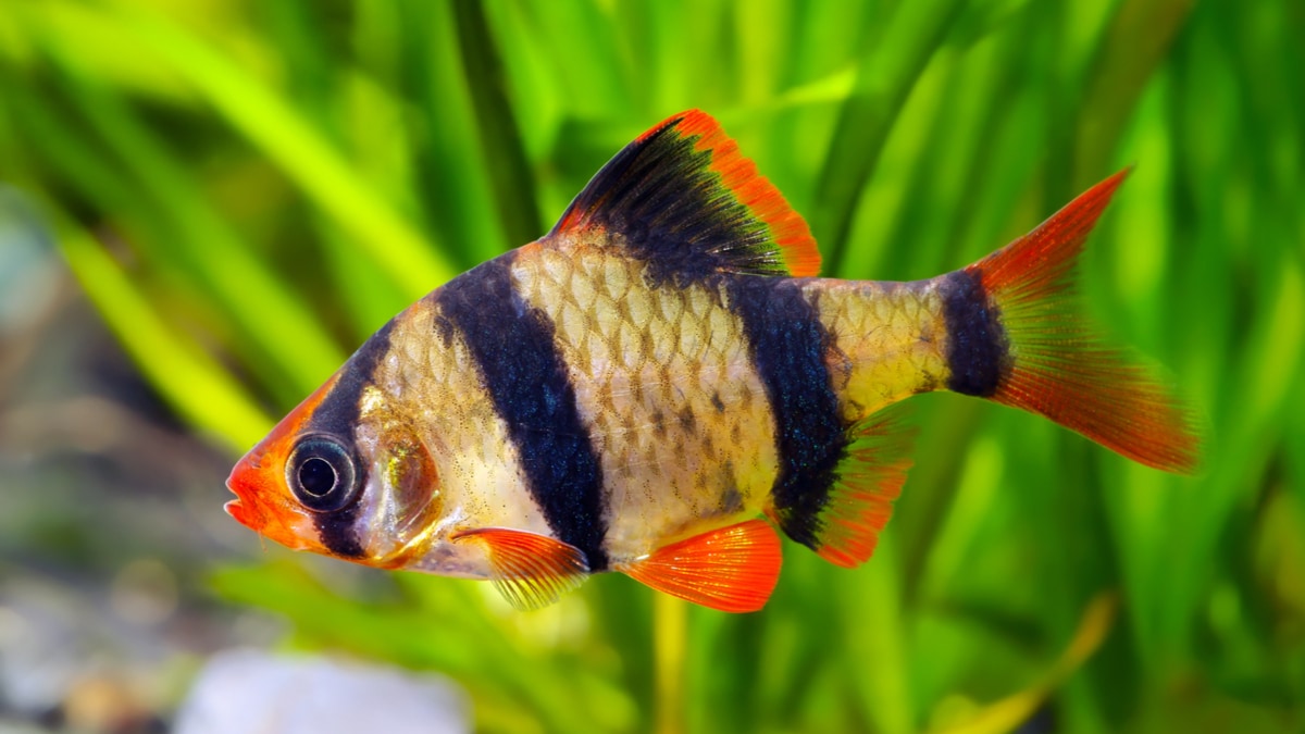 Puntigrus tetrazona - Sumatra Tiger Barb