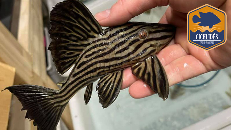 Plecos