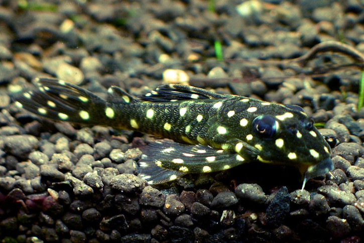 Hypancistrus contradens