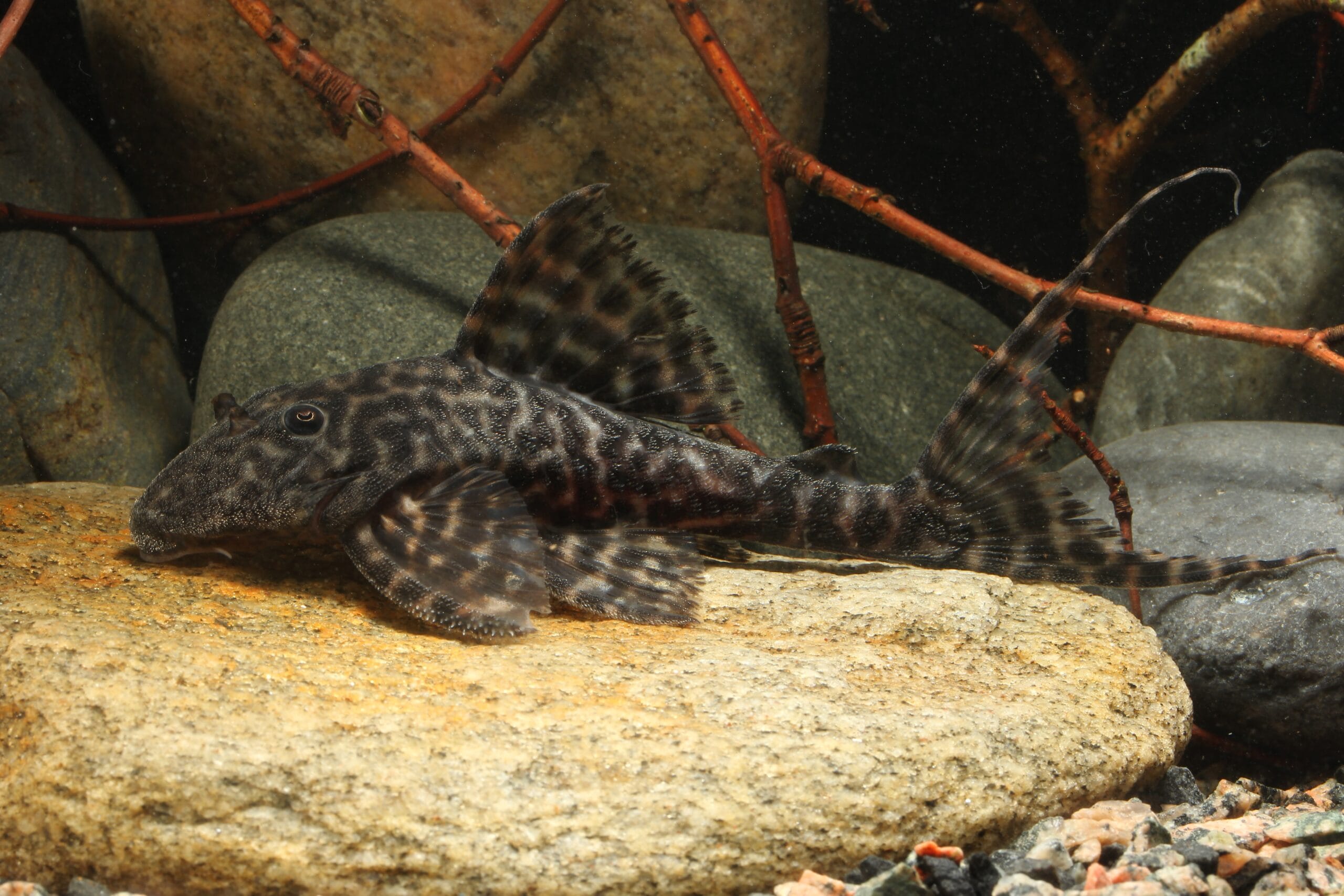 Panaqolus sp. L-351 - Sacha Mama Pleco