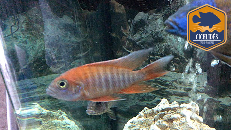 Aulonocara eureka Red