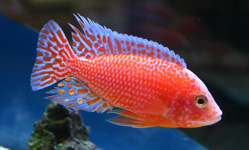 Aulonocara DragonBlood