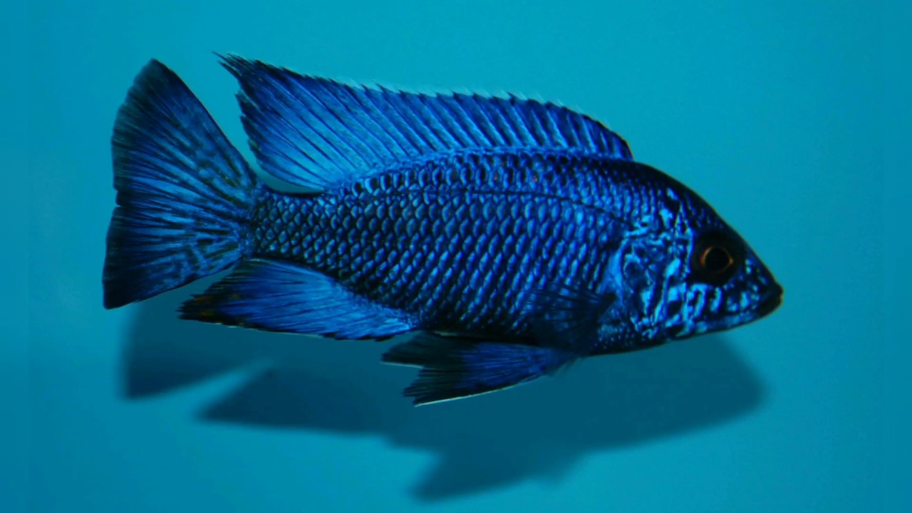 Aulonocara chilumba