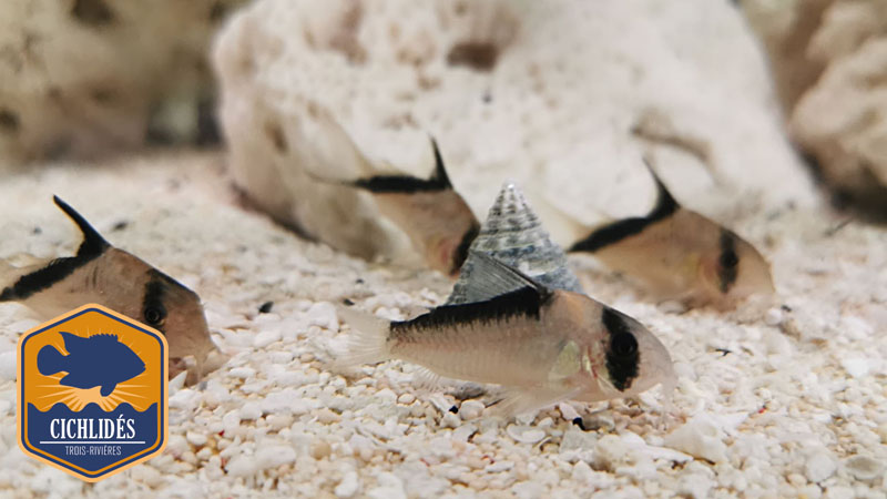 Hoplisoma melini - False Bandit (Corydoras melini)