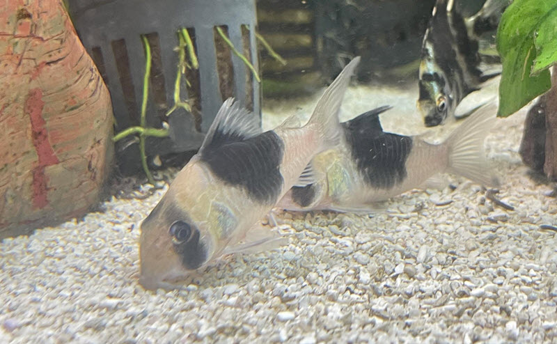 Corydoras CW-051 - BiColor New Panda Cory