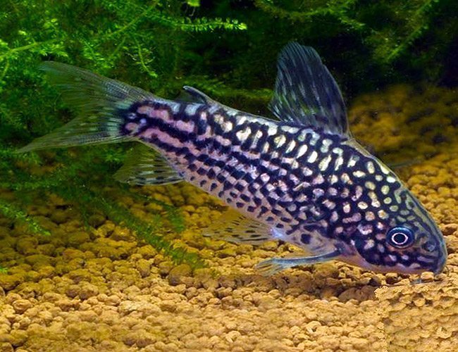 Gastrodermus elegans - (Corydoras elegans)