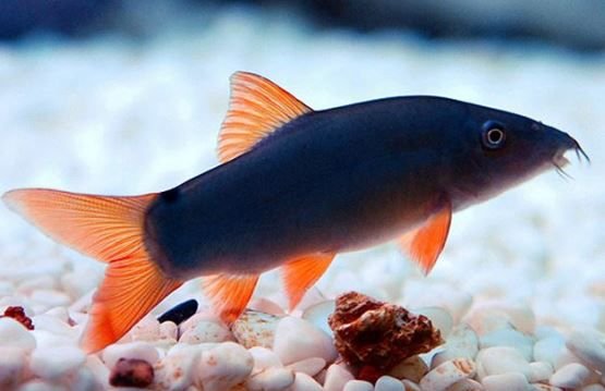Yasuhikotakia modesta - Red Tailed Loach