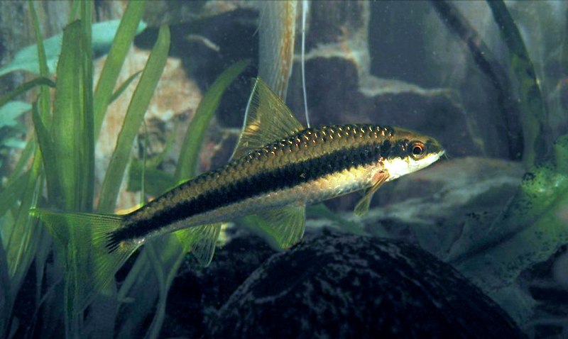 Crossocheilus oblongus - Siamensis Algae Eater