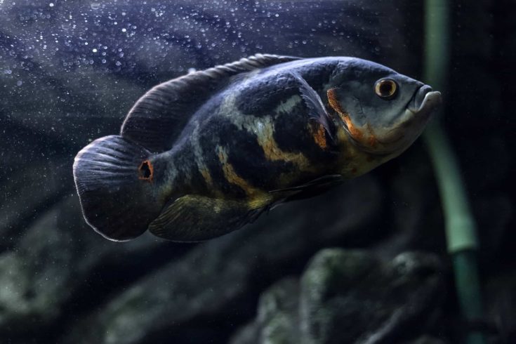 Astronotus ocellatus - Common Oscar