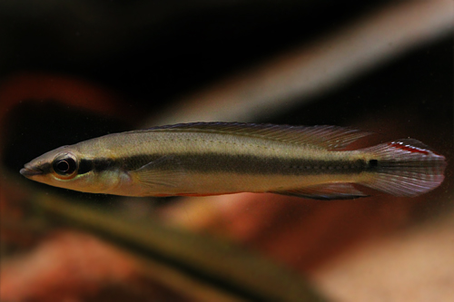 Crenicichla cf. lugubris - Dwarf Pike