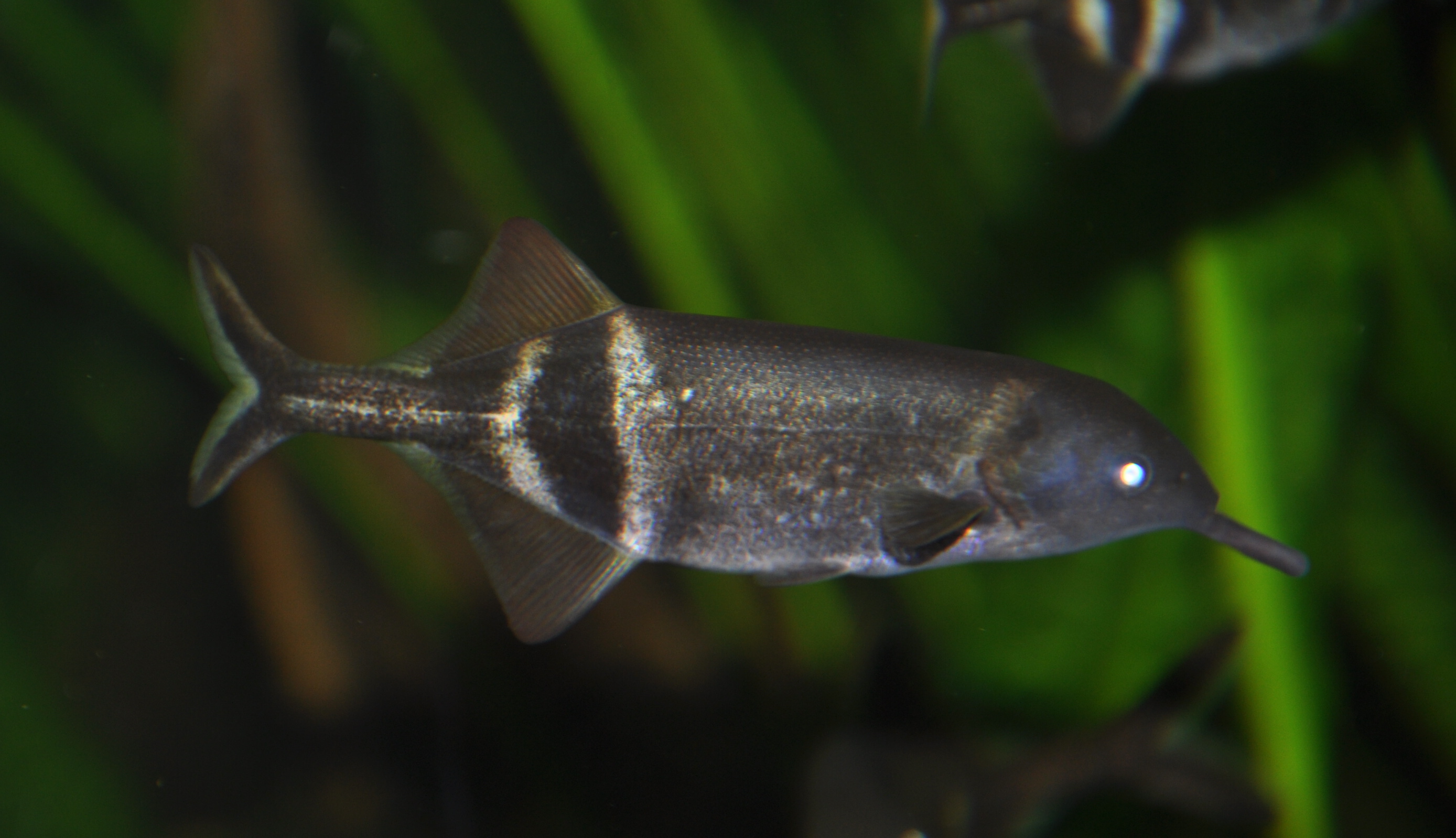 Gnathonemus petersi
 - Elephantnose Fish