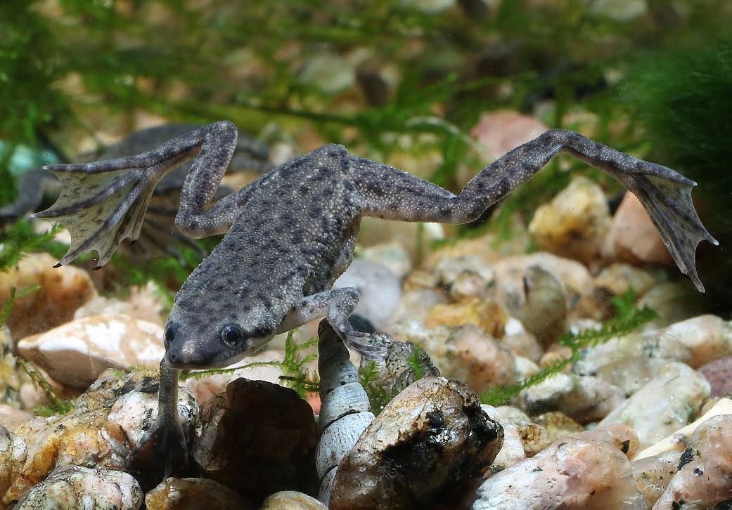 Hymenochirus curtipes - African Dwarf Frog