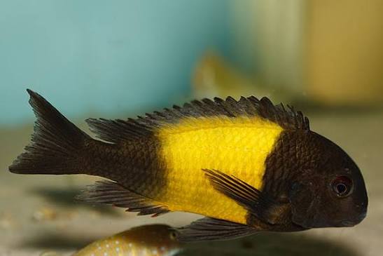 Tropheus ikola