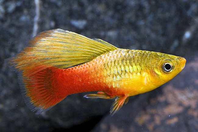 Xiphophorus maculatus - Assorted / Sunset Hi-Fin Platy