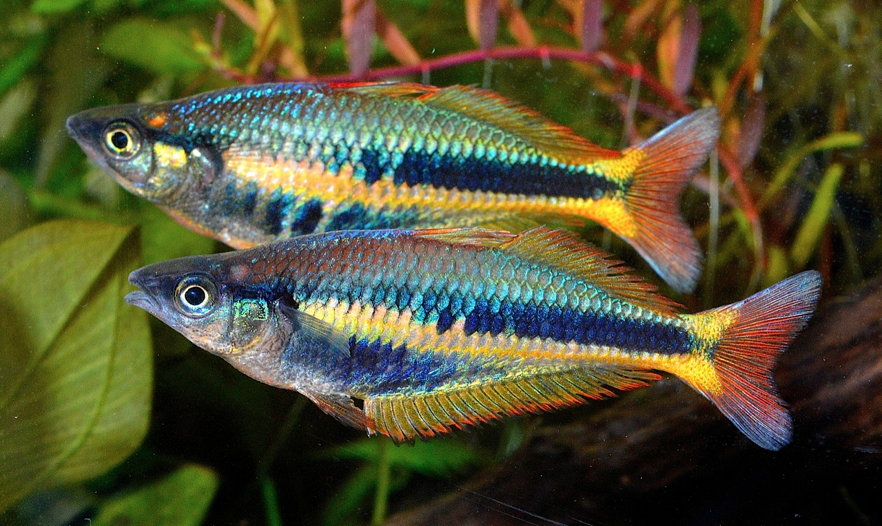 Chilatherina alleni - Wapoga Rainbow Red