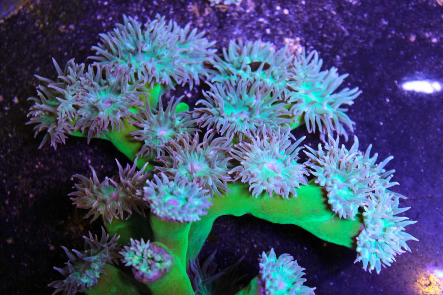Australian Branching Duncan