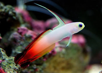 Nemateleotris magnifica - Firefish Goby